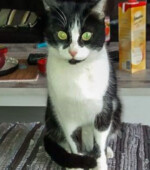 2018-02-06 Katze Svg+xml,%3Csvg%20xmlns%3D%22http%3A%2F%2Fwww.w3